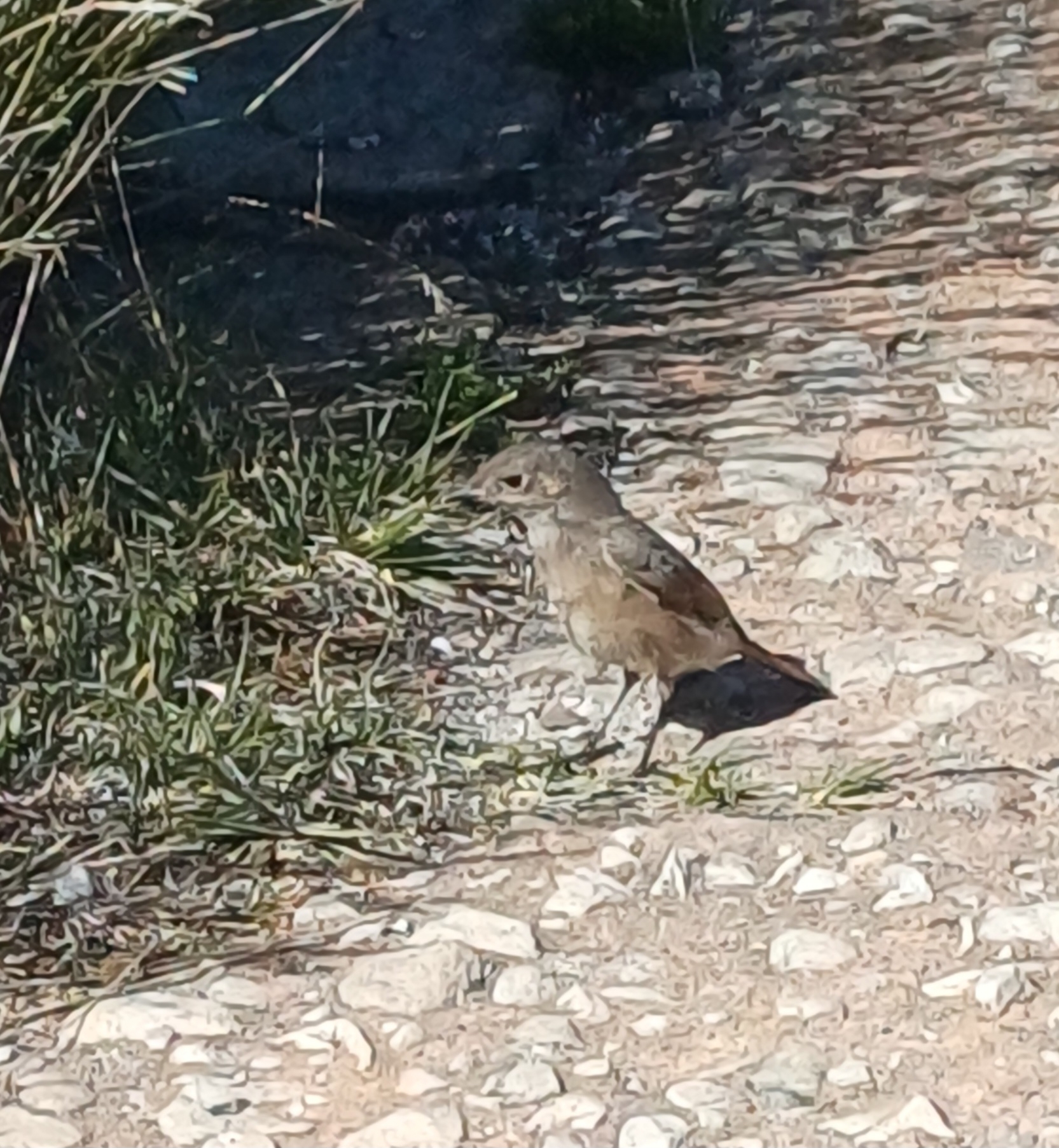 Familiar Chat (Oenanthe familiaris), photo 2
