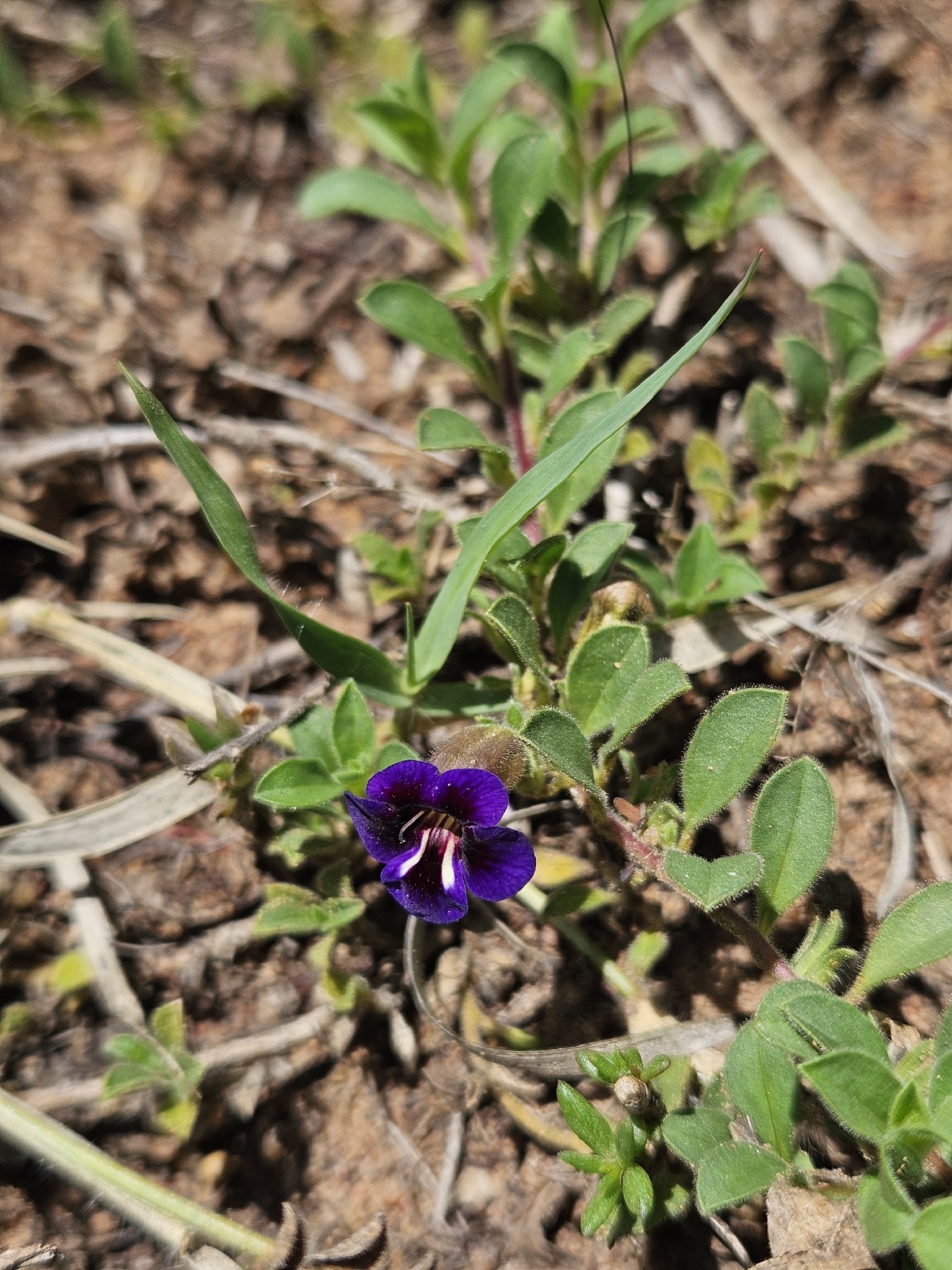 Aptosimum elongatum