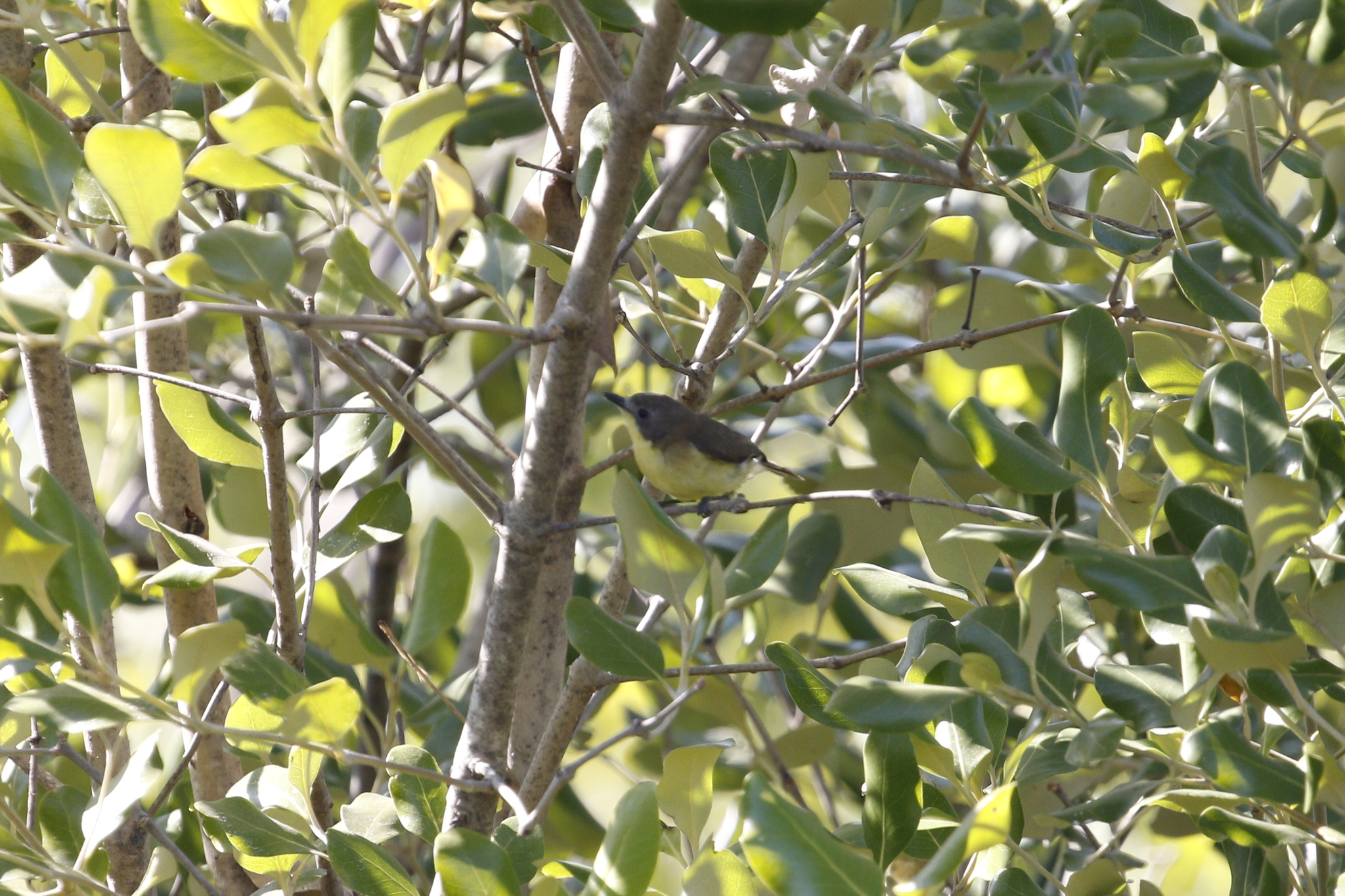 Golden-bellied Gerygone (Gerygone sulphurea), photo 5