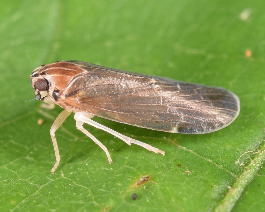 Synecdoche impunctata