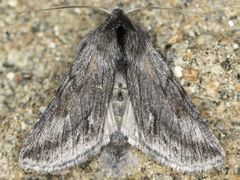 Pleromelloida