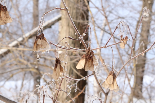 Amur Maple (Acer ginnala)