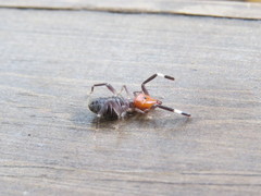 Ammotrechidae