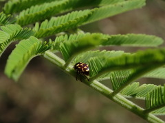 Cryptocephalus nigrocinctus