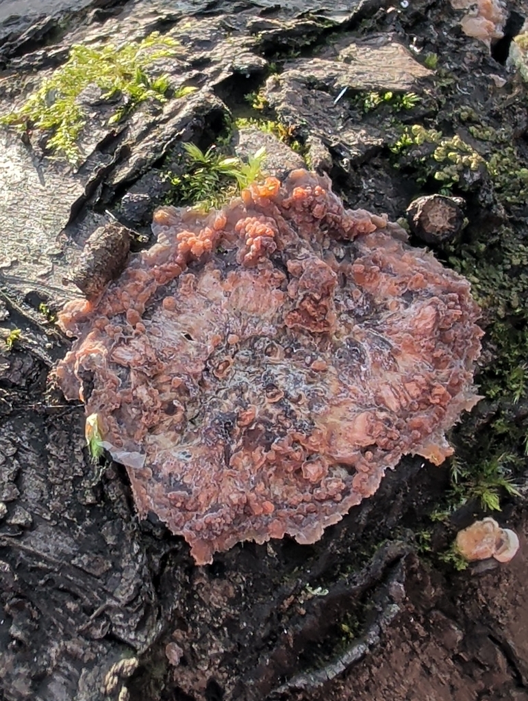 Phlebia radiata · January 2026 · photo: © vincent_b (iNaturalist, cc-by)