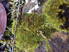 Grimmia trichophylla