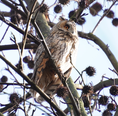 View observation of {o.common_name} on iNaturalist