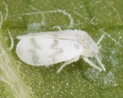 Trialeurodes abutiloneus