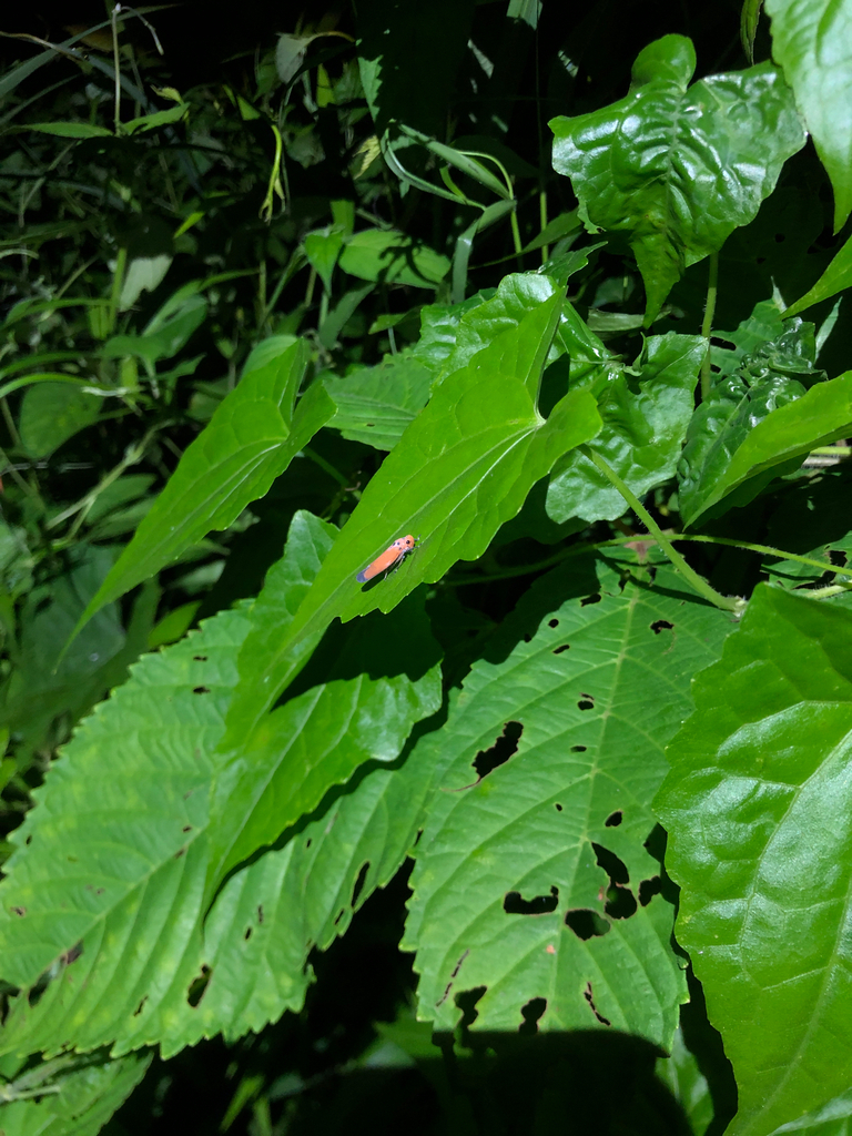 Orange Sharpshooter (Bothrogonia addita)