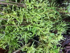 Homalothecium aureum