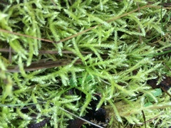 Homalothecium aureum