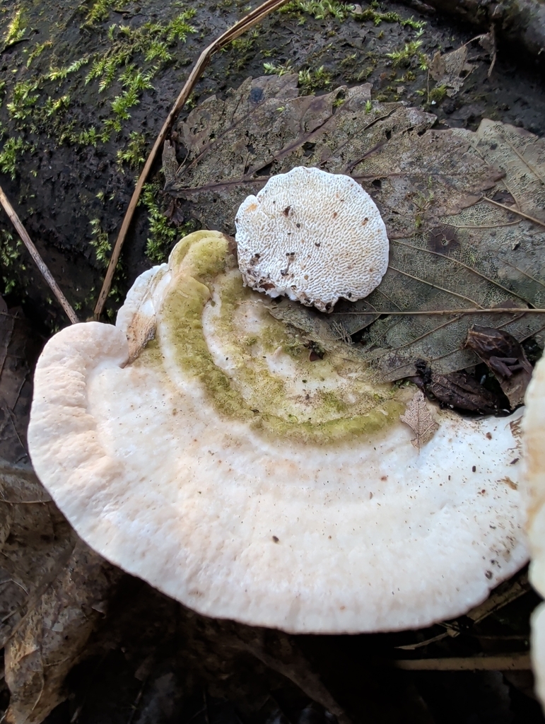 Trametes gibbosa · January 2026 · photo: © vincent_b (iNaturalist, cc-by)