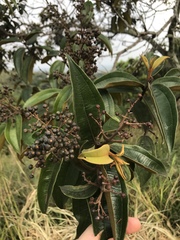 Miconia albicans
