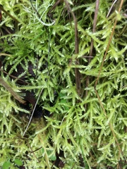 Homalothecium aureum