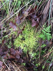 Homalothecium aureum