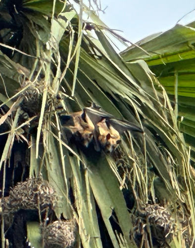 Straw-coloured Fruit Bat