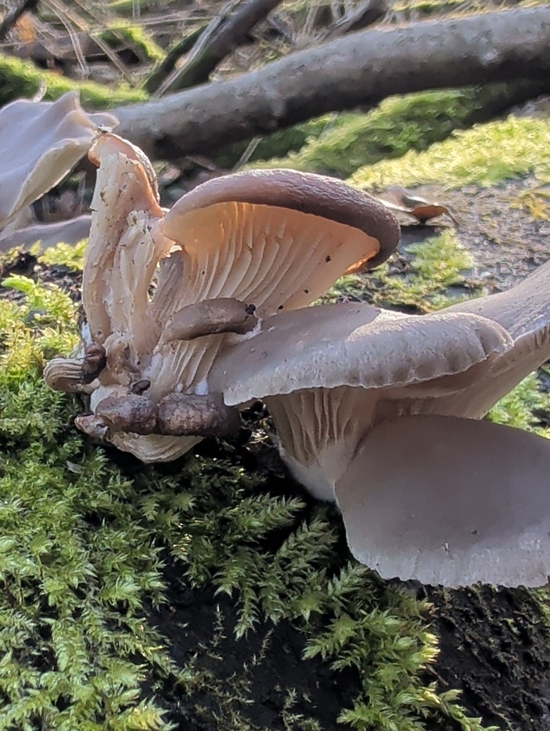 Pleurotus ostreatus · January 2026 · photo: © vincent_b (iNaturalist, cc-by)