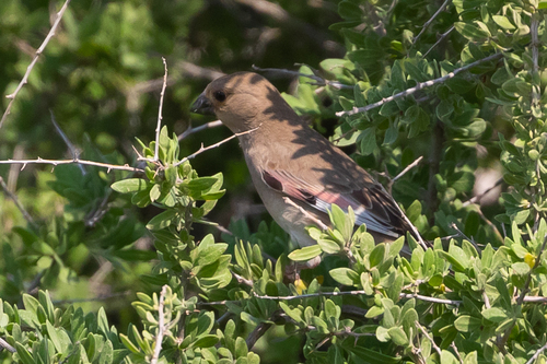 Camachuelo desertícola (Rhodospiza obsoleta)