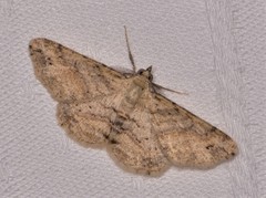 Scioglyptis lithenopa