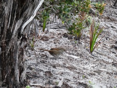 Dasyornis brachypterus