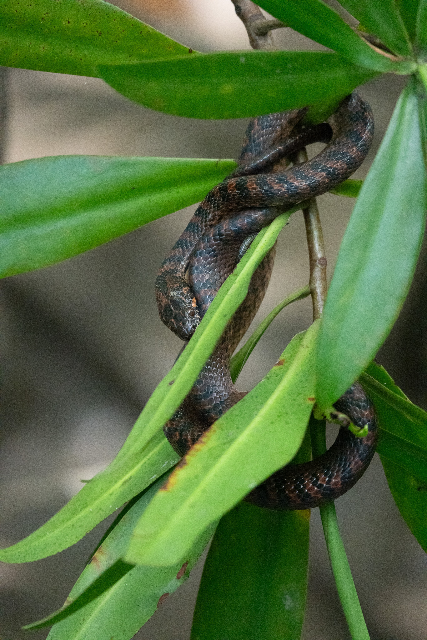 Mangrove Cat-Eyed Snake photo 3