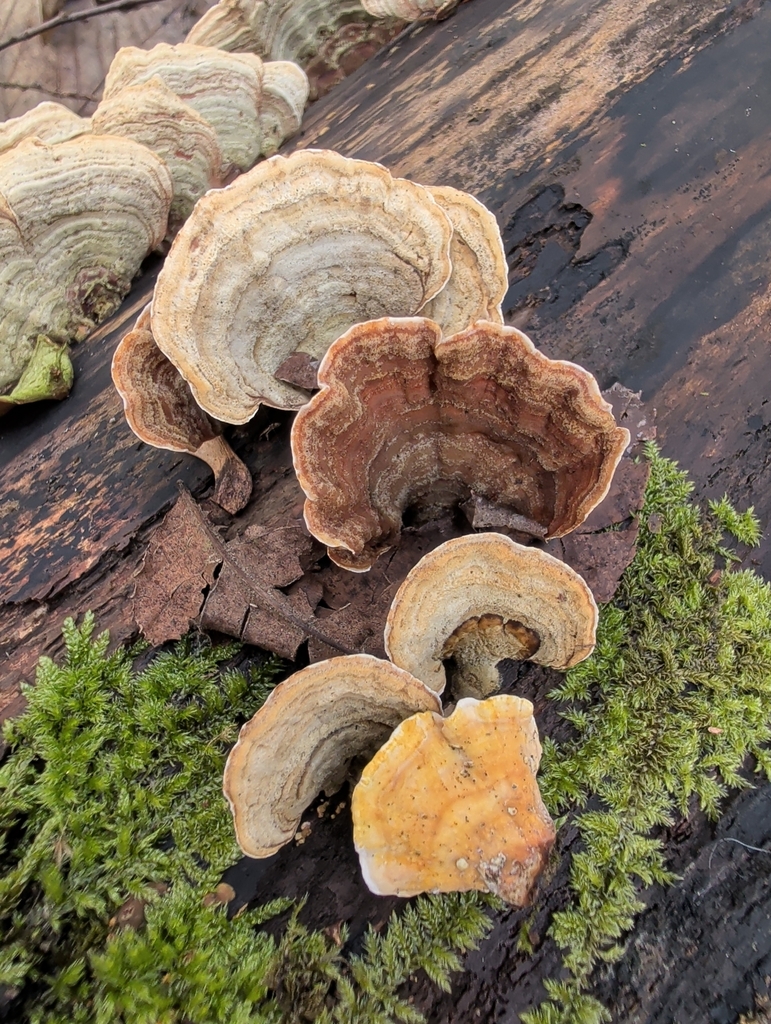 Stereum subtomentosum · January 2026 · photo: © vincent_b (iNaturalist, cc-by)