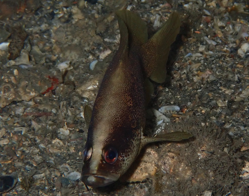 Freckled soapfish (Rypticus bistrispinus) — Serranidae