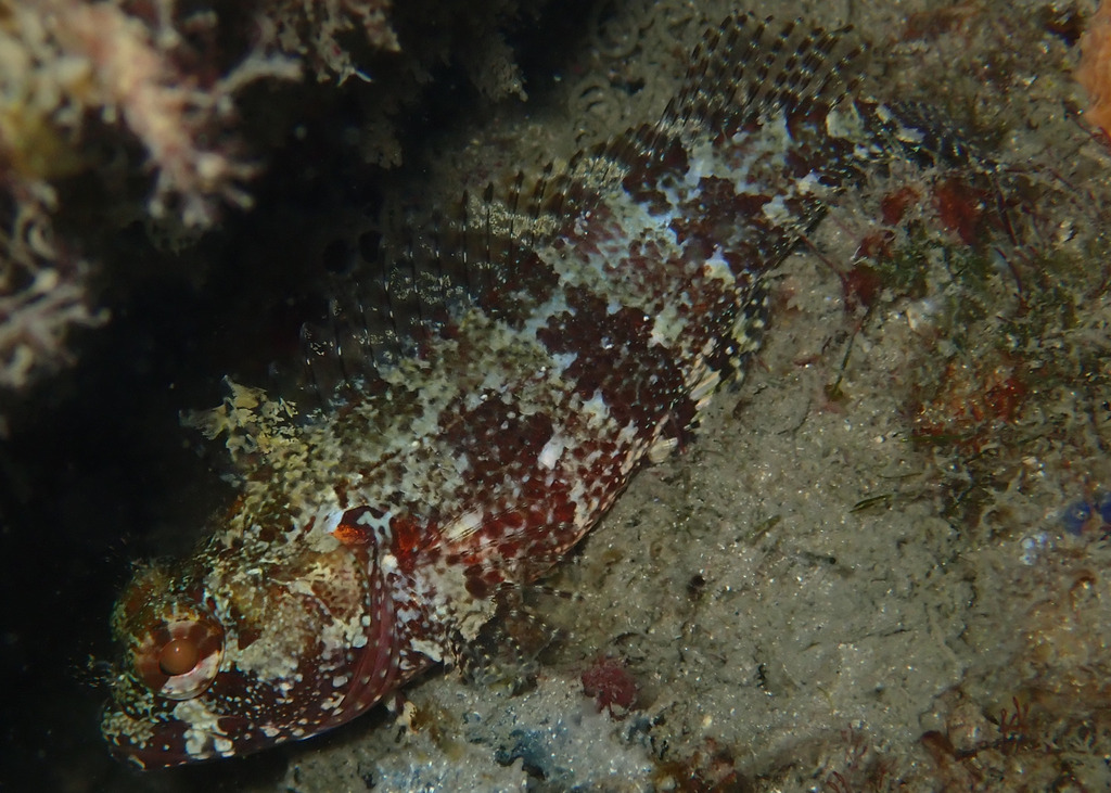 Downy blenny (Gobioclinus kalisherae) — Labrisomidae