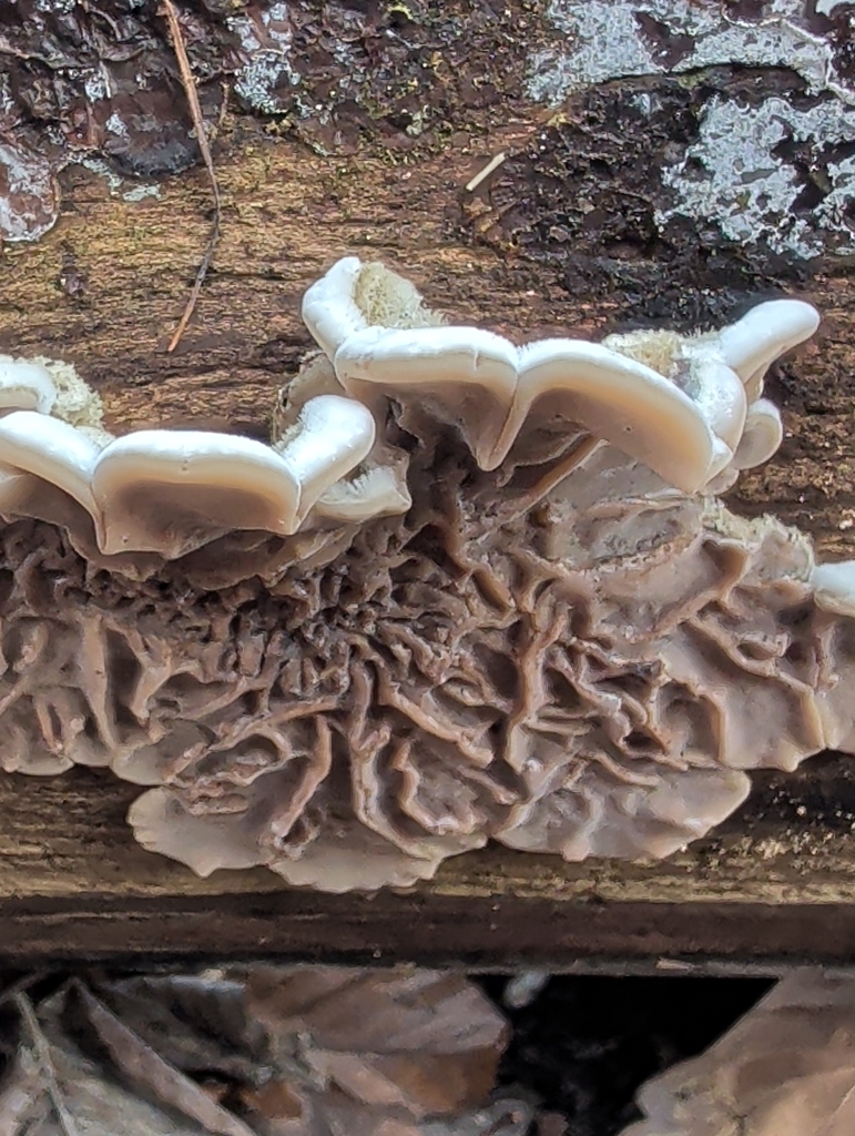 Auricularia mesenterica · January 2026 · photo: © vincent_b (iNaturalist, cc-by)