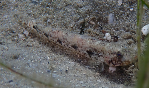 Staartvlek-grondel (Ctenogobius stigmaturus) — Gobiidae — 4