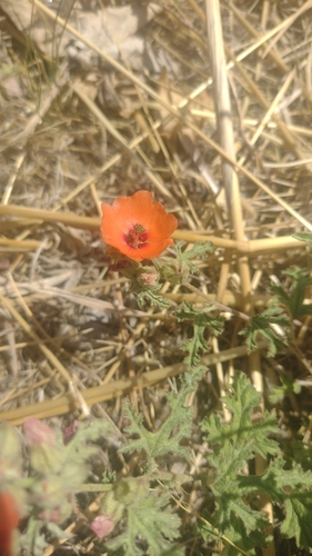 Sphaeralcea miniata, photograph 5