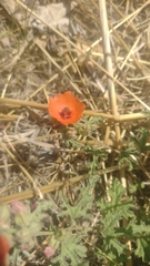 Sphaeralcea miniata, photograph author not stated, no rights reserved
