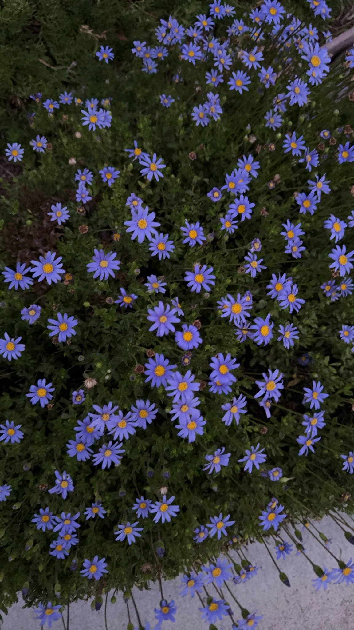 Blue daisy
