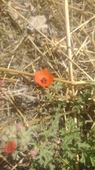 Sphaeralcea miniata, photograph author not stated, no rights reserved