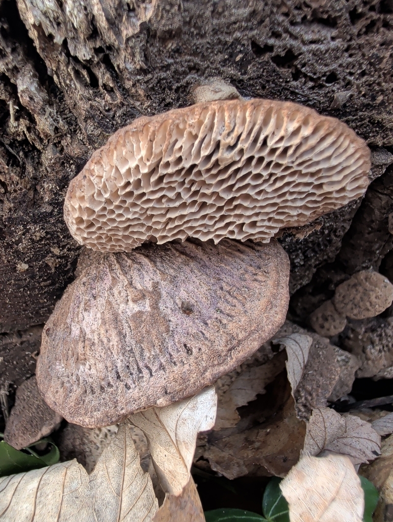 Fomitopsis quercina · January 2026 · photo: © vincent_b (iNaturalist, cc-by)