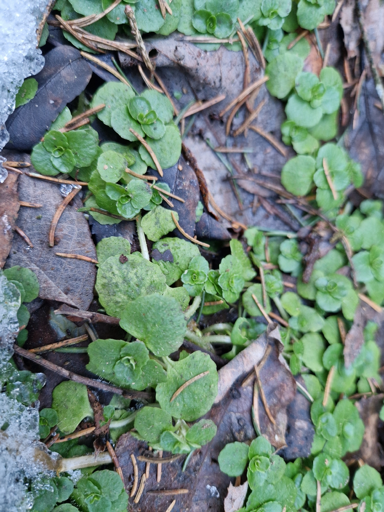 Imagem de Chrysosplenium oppositifolium