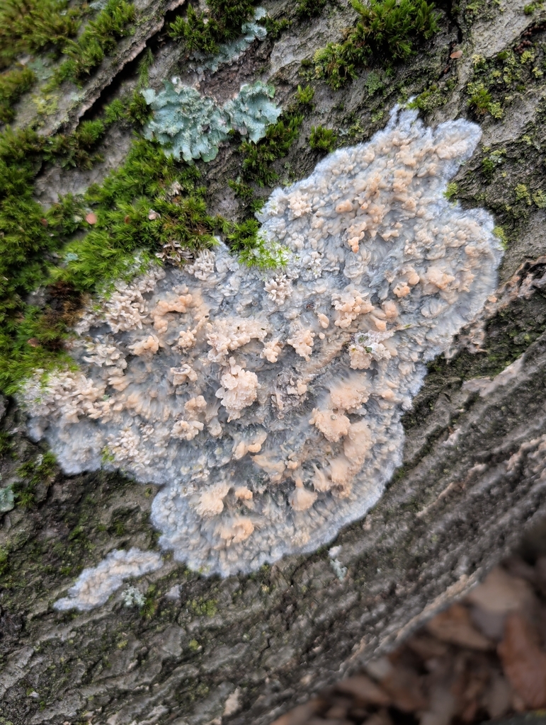 Phlebia radiata · January 2026 · photo: © vincent_b (iNaturalist, cc-by)