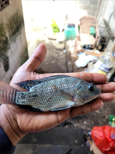 Oreochromis niloticus