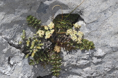 Gingidia decipiens