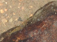 Caridina cantonensis