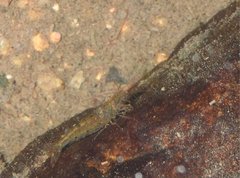 Caridina cantonensis