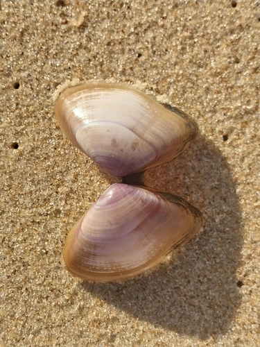 Giant Coquina Clam