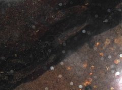 Caridina cantonensis