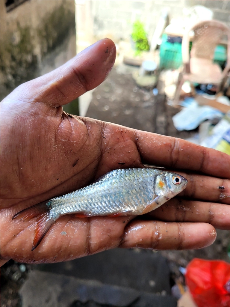 Systomus rubripinnis (Systomus rubripinnis)