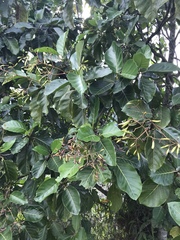 Ladenbergia oblongifolia