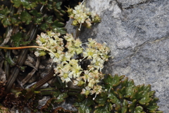 Gingidia decipiens