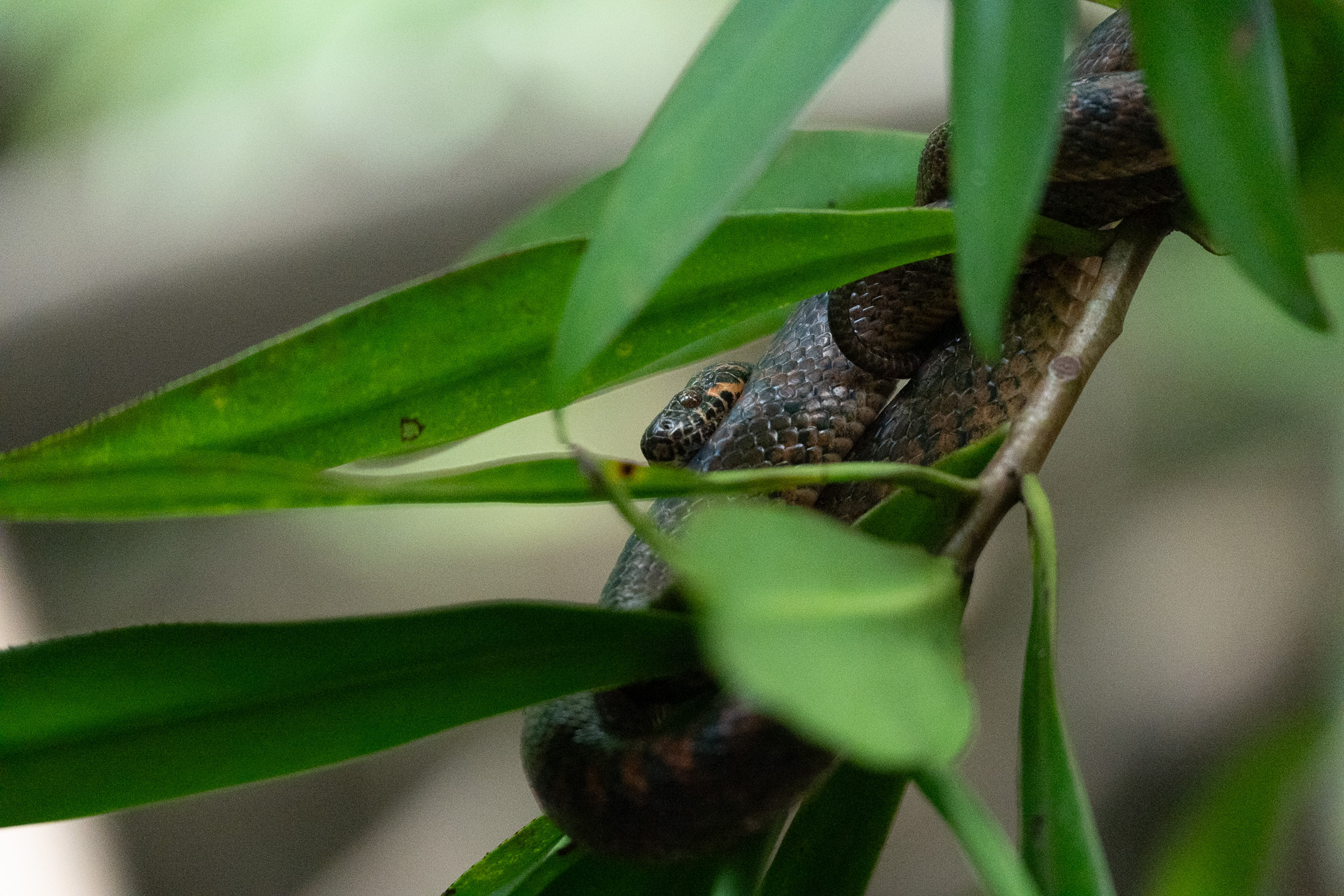 Mangrove Cat-Eyed Snake photo 4