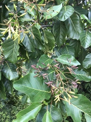 Ladenbergia oblongifolia