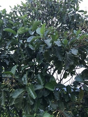 Ladenbergia oblongifolia