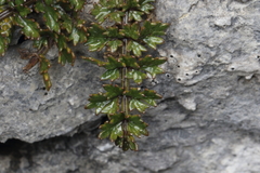Gingidia decipiens